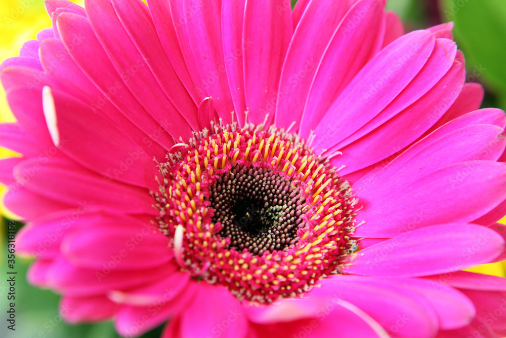 Closeup of beautiful pink gerber flowers Closeup of beautiful pink gerber flowers