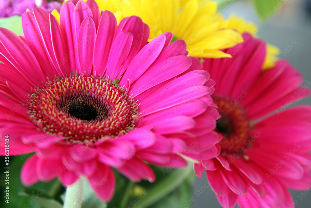Closeup of beautiful pink gerber flowers