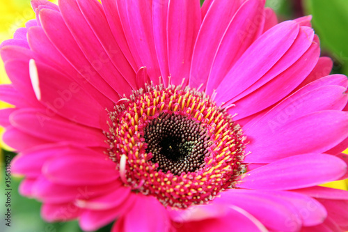 Closeup of beautiful pink gerber flowers