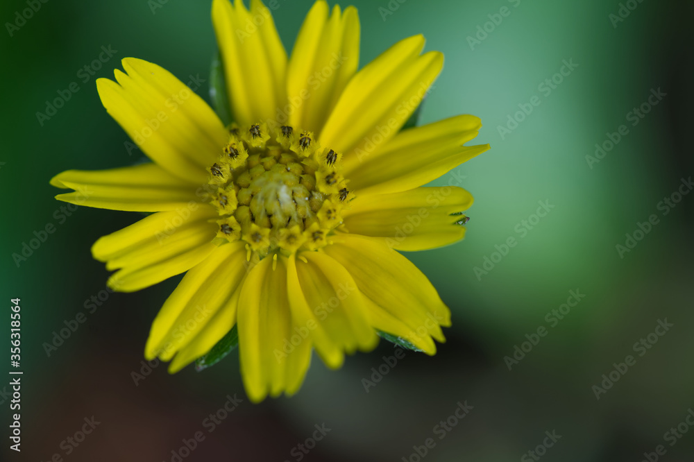 Yellow flowers, black background, green, beautiful petals, bright, cheerful, lively The area for text on the right, copy area, focus on pollen and background blur. Yellow flowers, black background, green, beautiful petals, bright, cheerful, lively The area for text on the right, copy area, focus on pollen and background blur.