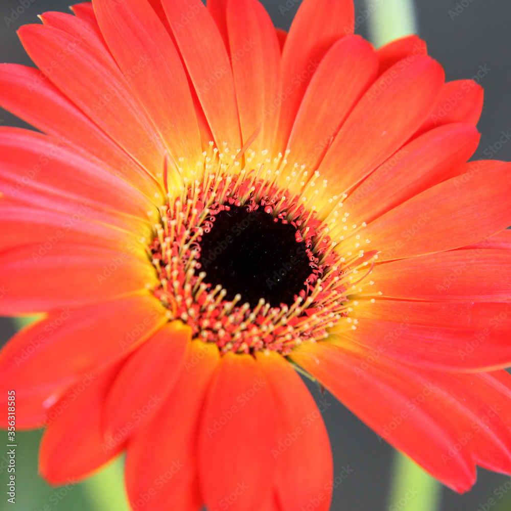 Closeup of beautiful orange gerber flower Closeup of beautiful orange gerber flower