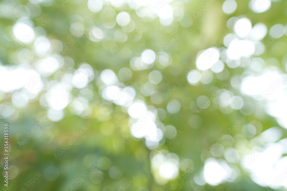 Abstract, the green bokeh background from a tree in a forest garden represents a fresh, bright Abstract, the green bokeh background from a tree in a forest garden represents a fresh, bright