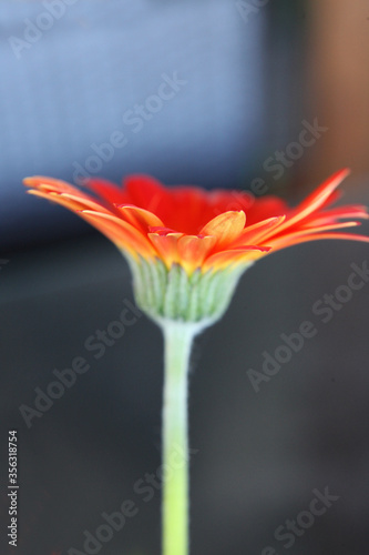 Closeup of beautiful orange gerber flower