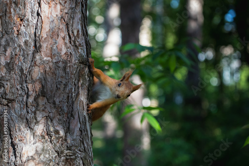 Curious euroasian red squirrel peeping out from behind tree trunk in woodland park outdoors © Alexandr