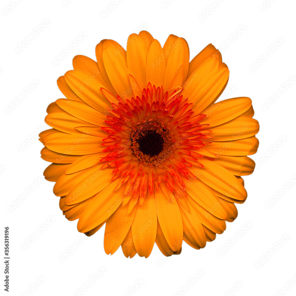Closeup of beautiful orange gerber flower Closeup of beautiful orange gerber flower