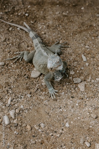 Agame im Washington-Slagbaai-Nationalpark auf Bonaire