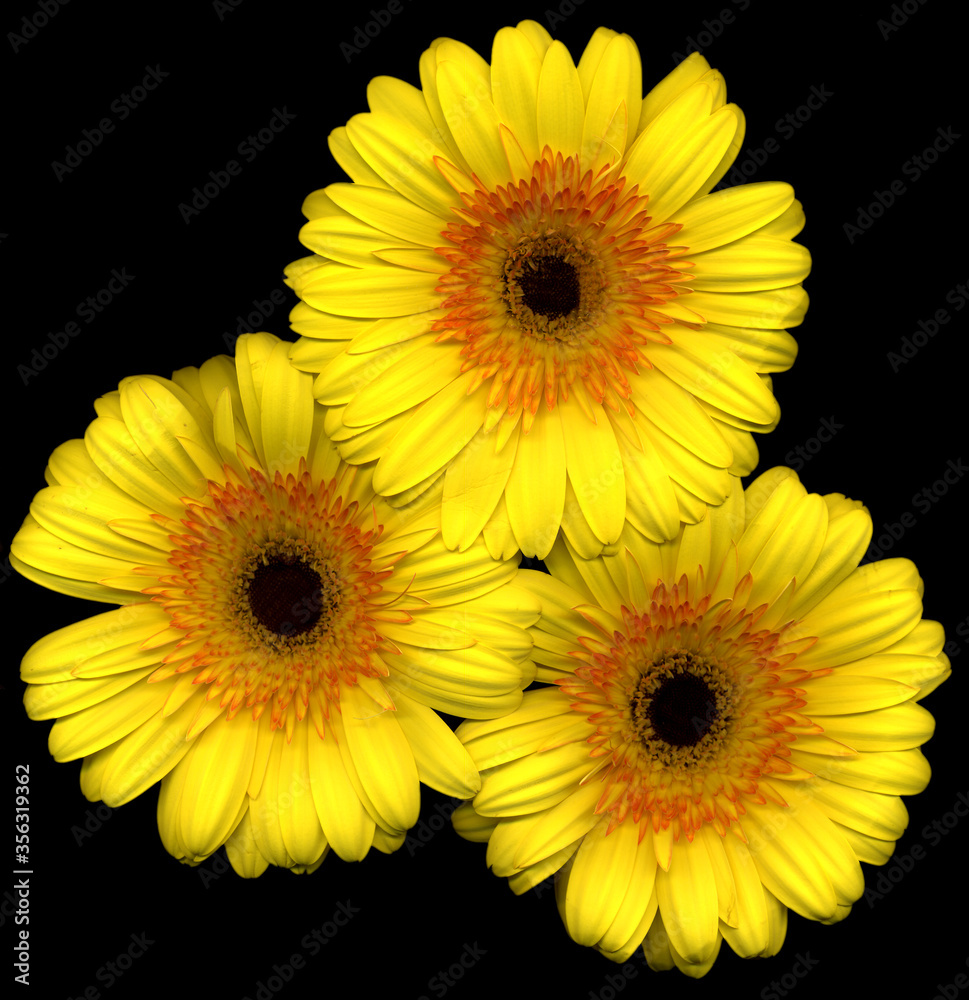 Closeup of beautiful yellow gerber flower Closeup of beautiful yellow gerber flower
