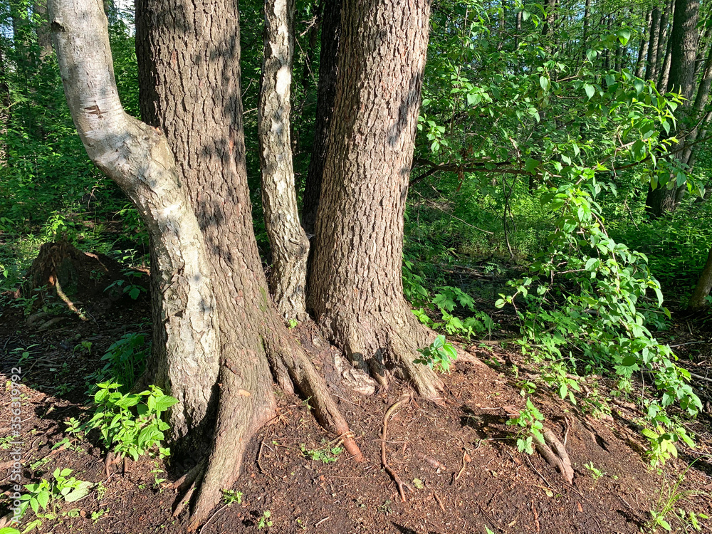 Moscow region, the city of Balashikha. Tree trunks and bare roots in the park zone 