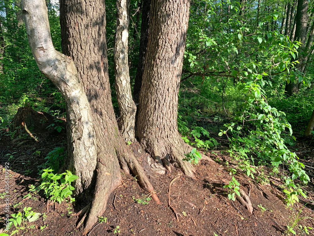 Moscow region, the city of Balashikha. Tree trunks and bare roots in the park zone Moscow region, the city of Balashikha. Tree trunks and bare roots in the park zone