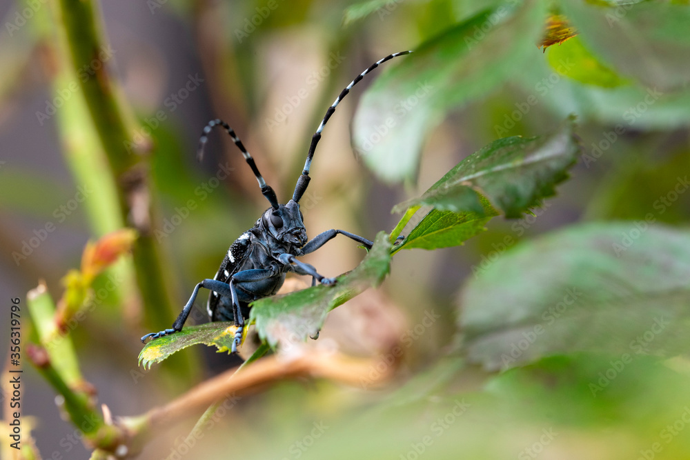 Anoplophora malasiaca　Spotted chamomile　Insect