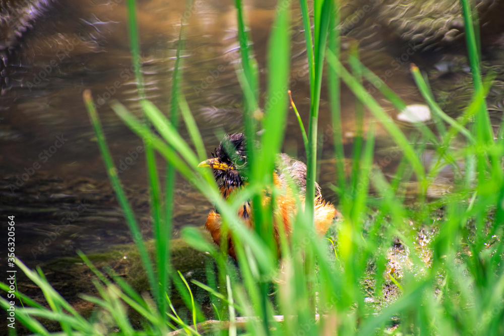 bird in the water