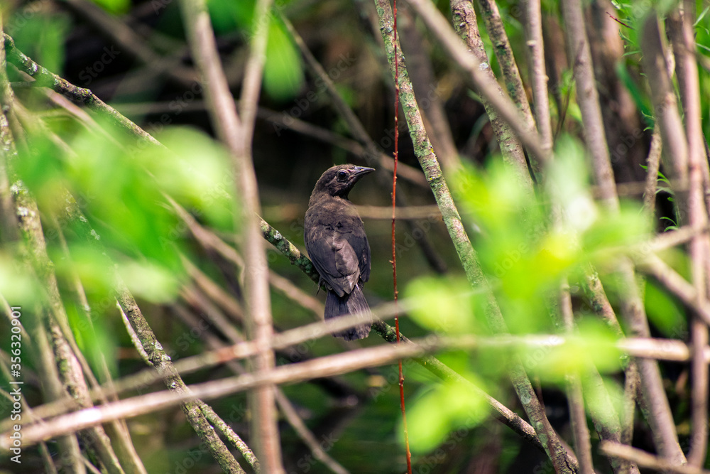 Small blackbird hiding in the branches