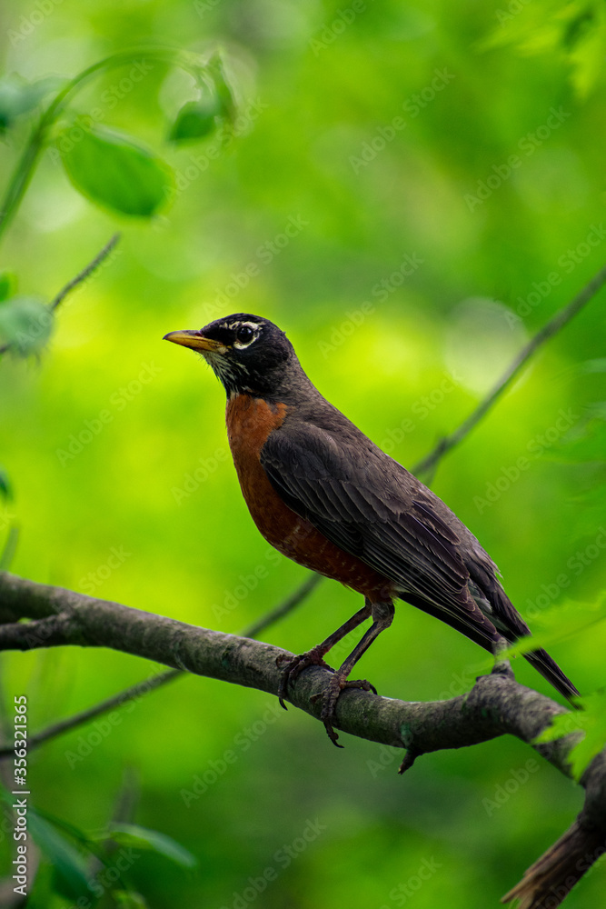 American robin on a branch with a wonderful background American robin on a branch with a wonderful background