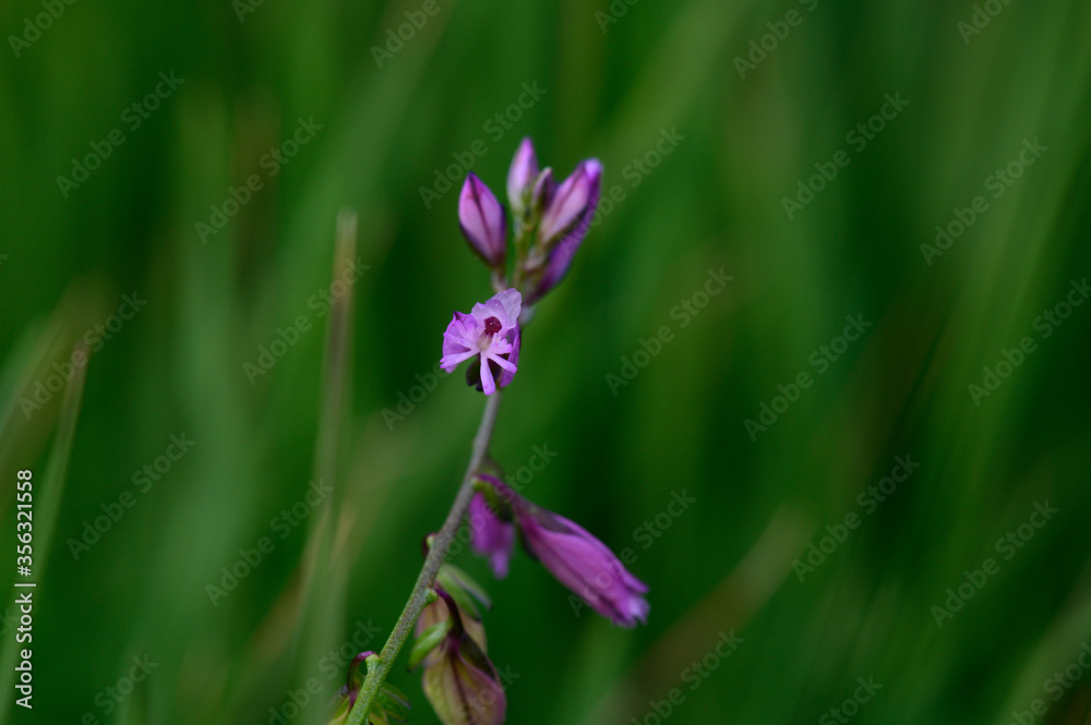 lila blühendes gras