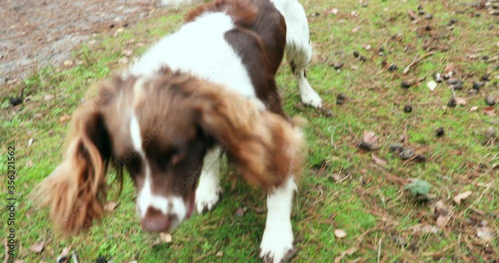 WS MS Springer spaniel playing with ball in forest / Ockham, Surrey, UK WS MS Springer spaniel playing with ball in forest / Ockham, Surrey, UK