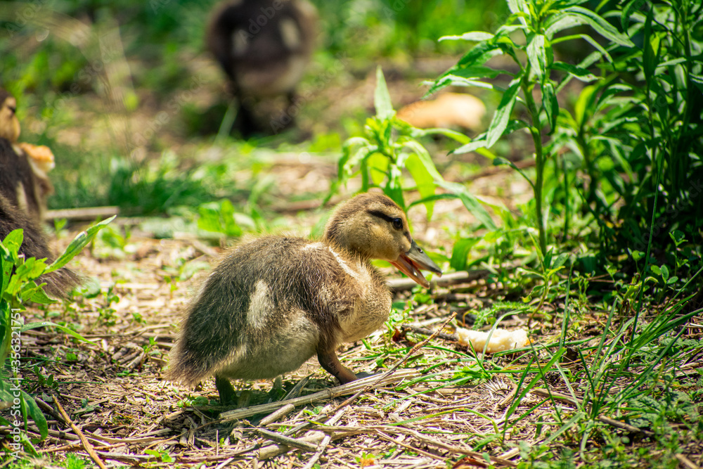 Baby chicks eating on grassland by a river Baby chicks eating on grassland by a river