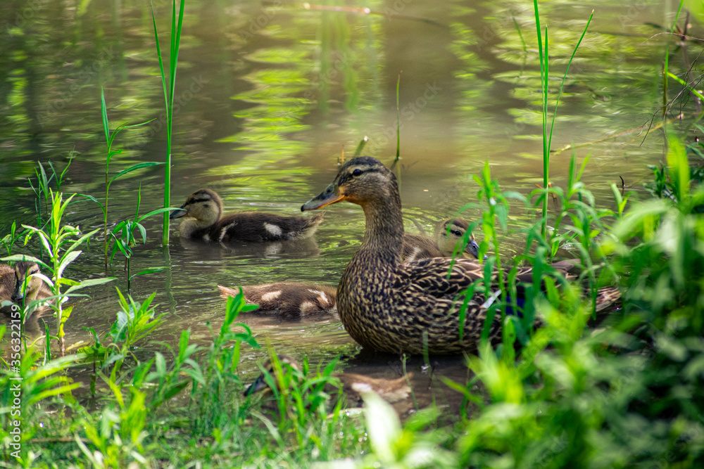 Mom Duck with her Yellow baby ducklings in the lake Mom Duck with her Yellow baby ducklings in the lake