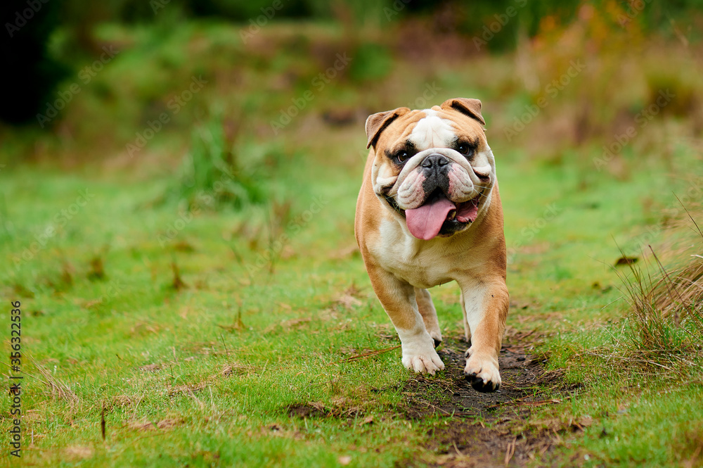 Bulldog ingles bayo paseando por el campo