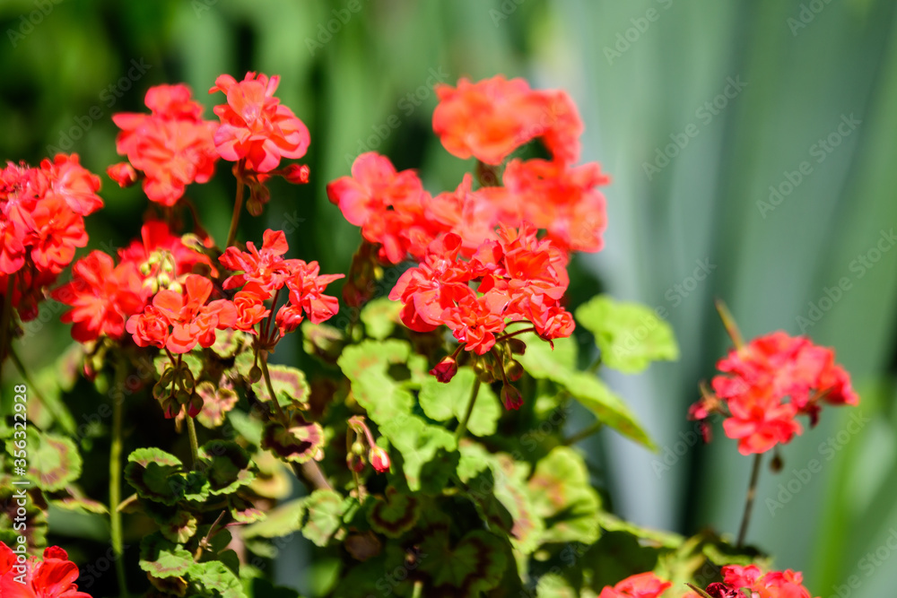 Group of vivid red Pelargonium flowers (commonly known as geraniums, pelargoniums or storksbills) and fresh green leaves in a pot in a garden in a sunny spring day, multicolor natural texture. Group of vivid red Pelargonium flowers (commonly known as geraniums, pelargoniums or storksbills) and fresh green leaves in a pot in a garden in a sunny spring day, multicolor natural texture.
