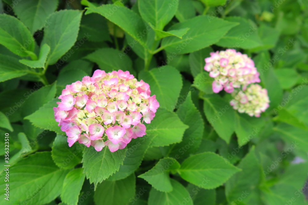 色づき始めた紫陽花の花