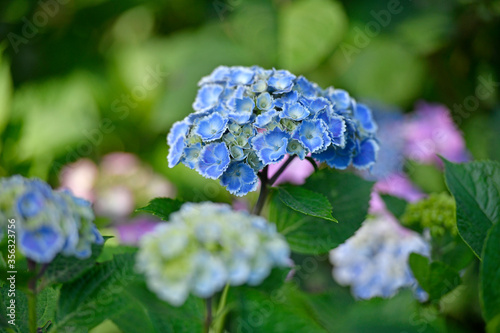 ギザギザ花びらの青いアジサイ