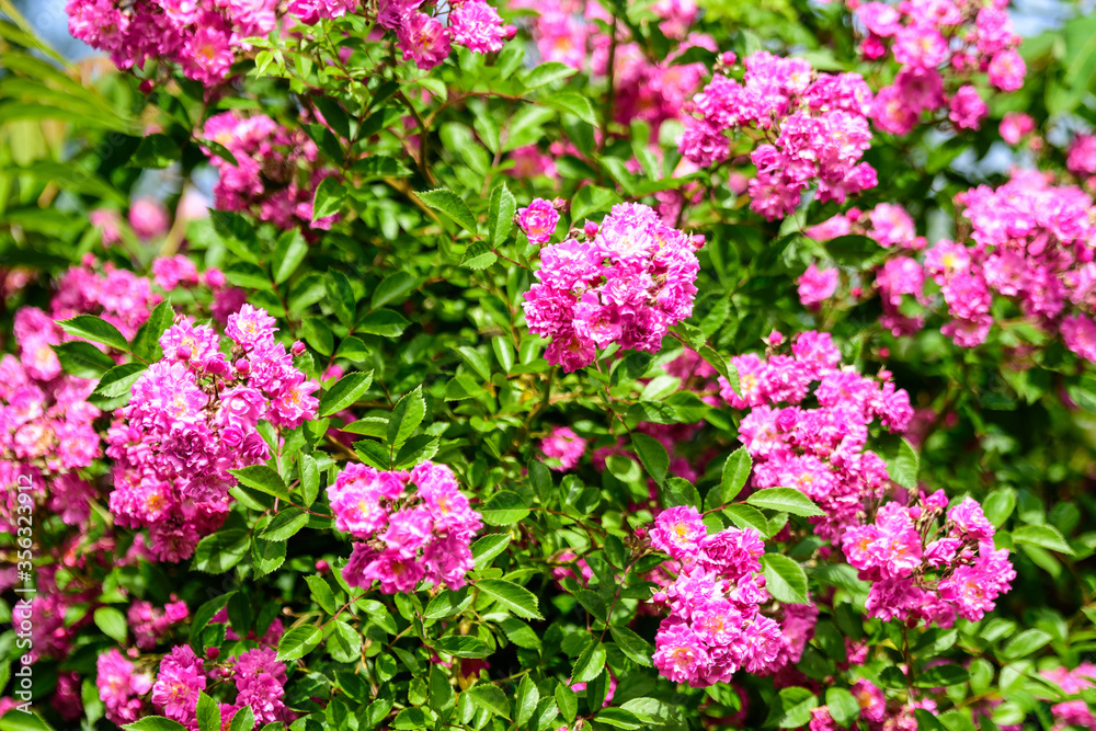 Bush with many delicate vivid pink magenta rose in full bloom and green leaves in a garden in a sunny summer day, beautiful outdoor floral background photographed with soft focus.