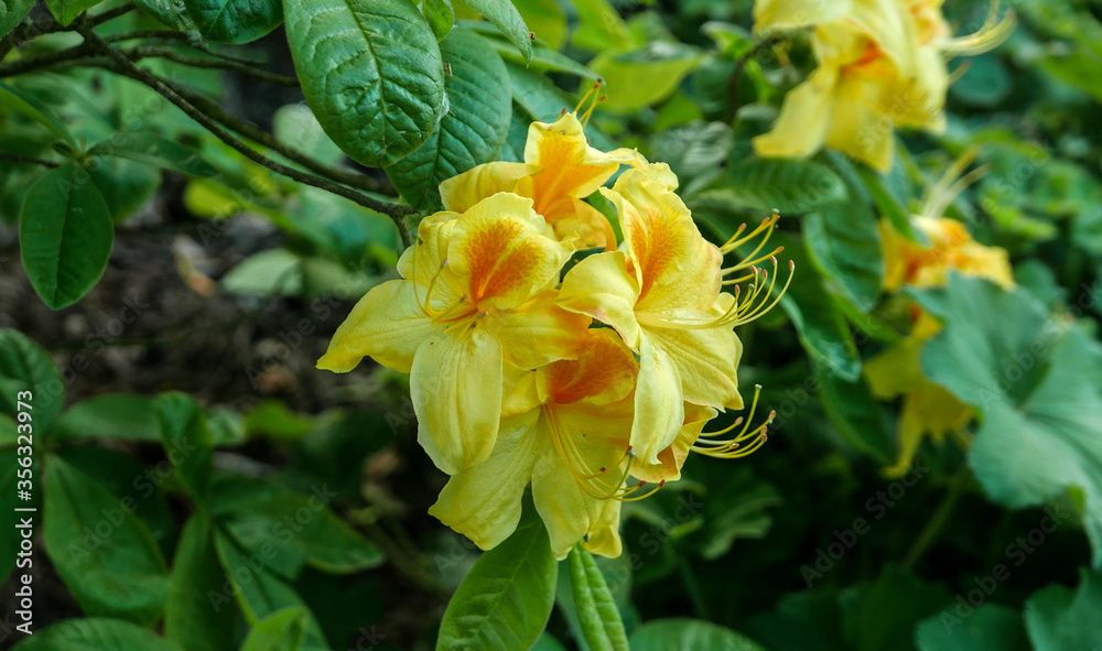 yellow azalea flower in the botanical garden yellow azalea flower in the botanical garden