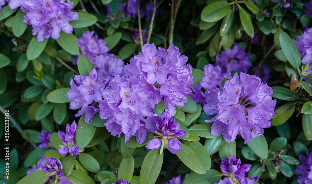 blue rhododendron flower blooming in the garden blue rhododendron flower blooming in the garden