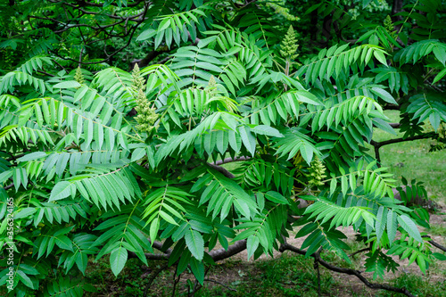 Minimalist monochrome background with large green leaves and small flowers of Rhus shrub  commonly known as sumac  sumach or sumaq  in a a garden in a sunny summer day.