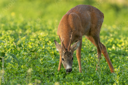 Young roe deer buck grazing on the clover field with flowers, wildlife, Capreolus capreolus, Slovakia photo