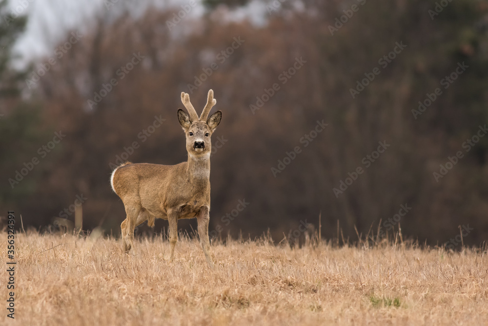 Roe deer buck with antlers covered in velvet standing in the meadow at the end of winter, wildlife, Capreolus capreolus, Slovakia Roe deer buck with antlers covered in velvet standing in the meadow at the end of winter, wildlife, Capreolus capreolus, Slovakia