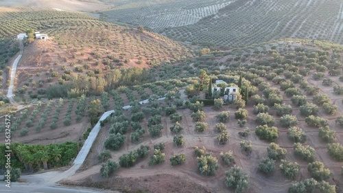 Olive tree orchards in Andalucia