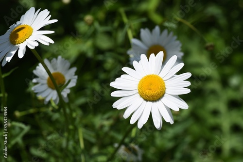 Oxeye daisy is an Asteraceae flower native to Europe  with beautiful  dazzling white flowers in June.