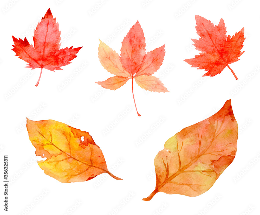 Fototapeta premium Collection of beautiful orange autumn leaves isolated on white background. Set of hand-painted in watercolor and brush on paper. Clipping path.