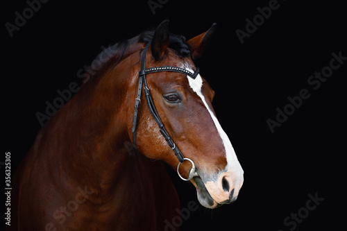 portrait of old mare horse in bridle isolated on black background