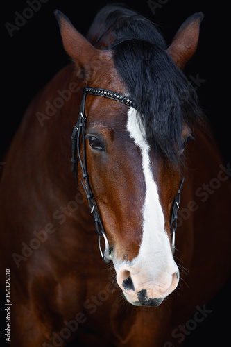 portrait of old mare horse in bridle isolated on black background