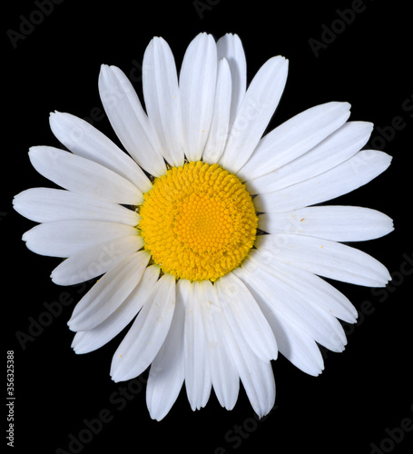 A single shasta daisy flower on a pure black background.