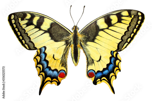 Swallowtail - Papilio Machaon colorful  butterfly isolated on white background. Performed by watercolor and colored pencils. photo