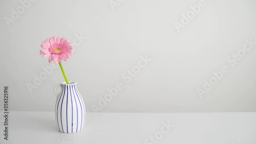 Minimalist footage with pink gerbera - germini flower. A woman's hand takes and puts one flower in a vase. photo