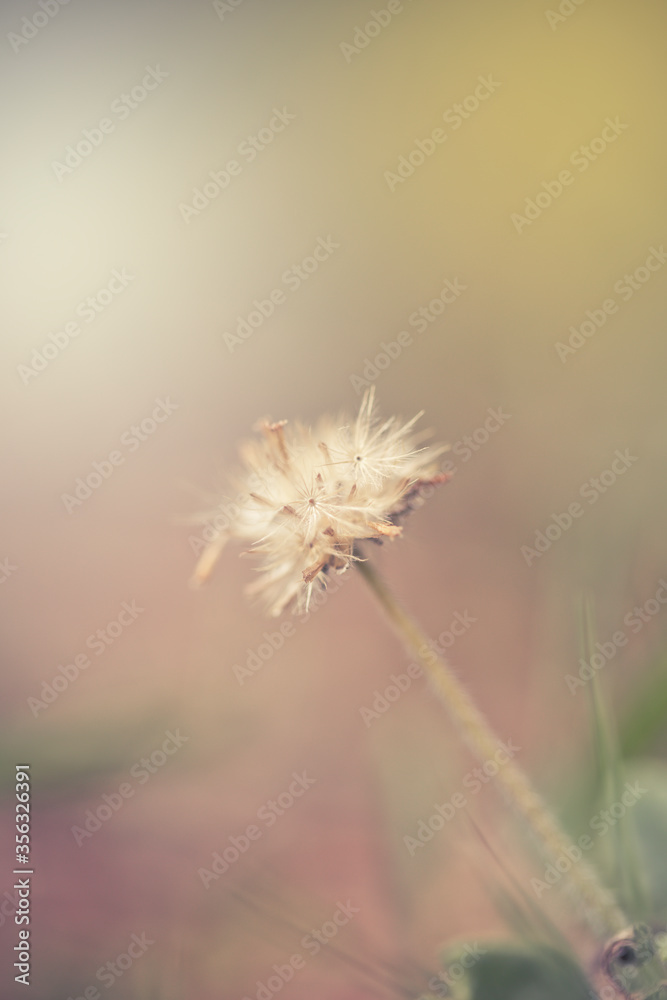 Green grass and little white flowers on the field. beautiful summer landscape. soft focus and vintage style Green grass and little white flowers on the field. beautiful summer landscape. soft focus and vintage style