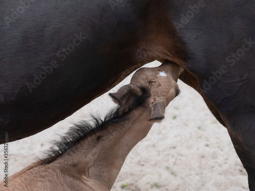 Small yellow foal drink some milk from his mother. Baby colt suck milk from mother horse, close-up