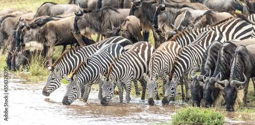 Five zebra drinking water standing in the Mara River in between herd of wildebeest in Masai Mara Kenya © stuporter