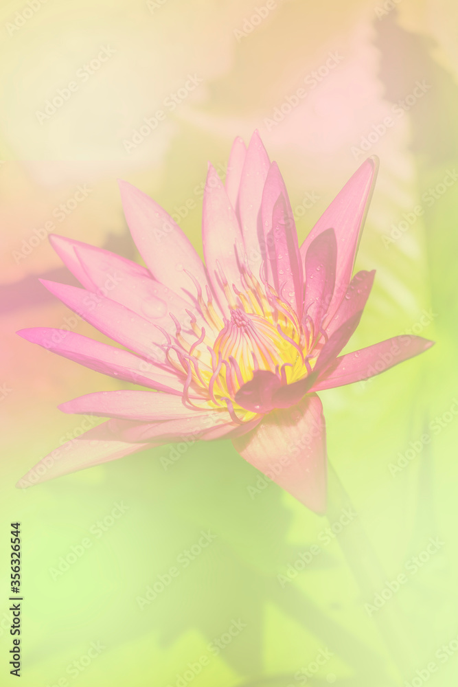the lotus a color adjustment in soft style for background