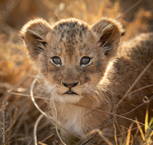 Photographie One tiny baby lion with big eyes headshot looking at camera in Kruger Park South