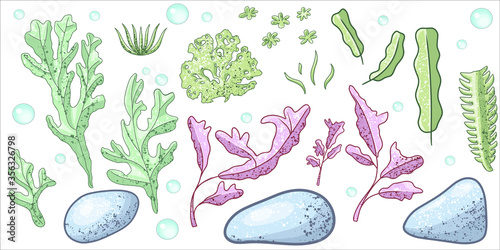 Seaweeds Vector Illustration. Flat design