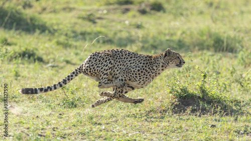One adult cheetah side view running fast in Masai Mara Kenya