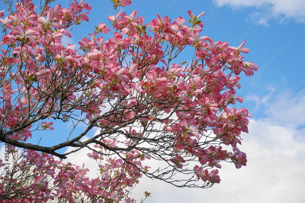 Dogwood tree with showy and bright pink biscuit-shaped flowers and green leaves on blue sky with clouds background close up. Dogwood tree with showy and bright pink biscuit-shaped flowers and green leaves on blue sky with clouds background close up.