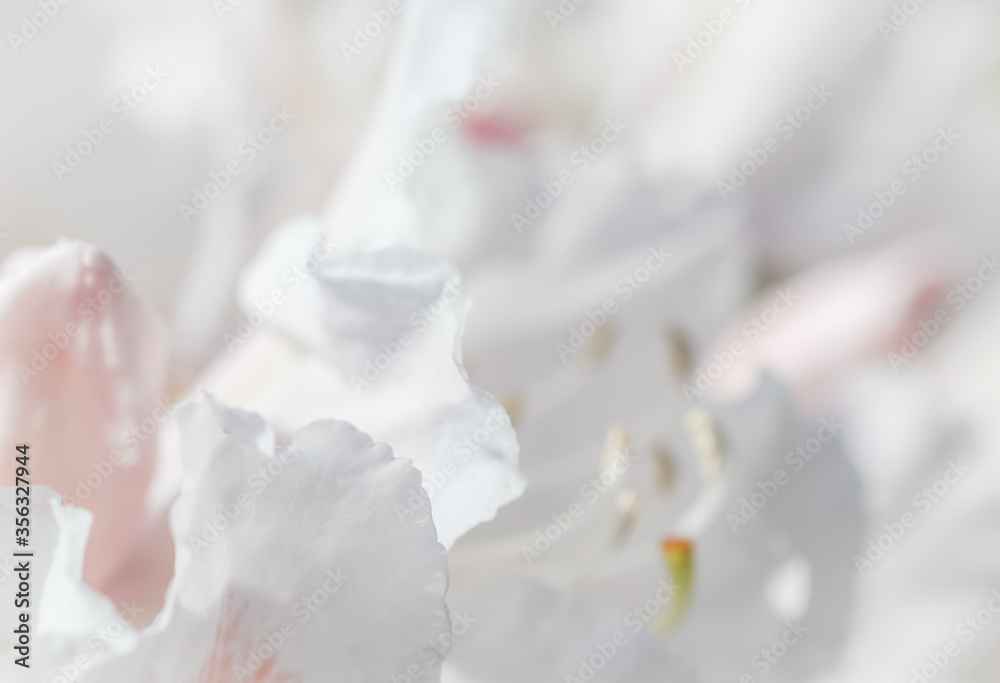 Soft focus, abstract floral background, white Rhododendron flower petals. Macro flowers backdrop for holiday brand design Soft focus, abstract floral background, white Rhododendron flower petals. Macro flowers backdrop for holiday brand design