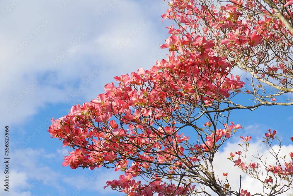 Dogwood tree with showy and bright pink biscuit-shaped flowers and green leaves on blue sky with clouds background close up. Dogwood tree with showy and bright pink biscuit-shaped flowers and green leaves on blue sky with clouds background close up.