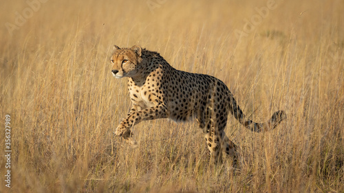 Valokuva One adult cheetah leaping over yellow grass in warm light in Savute Botswana